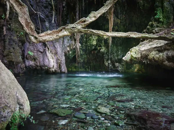 Pool under hanging roots at the Baths of Aphrodite