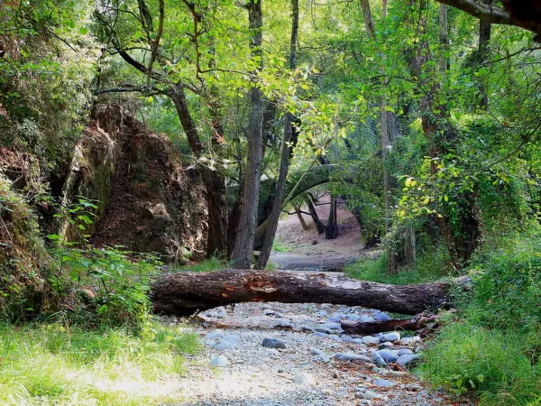 Stream bed and fallen tree in the Troodos forest