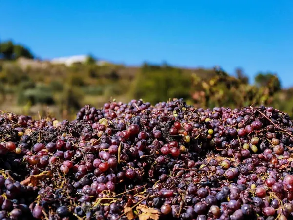Freshly harvested red grapes in the sun