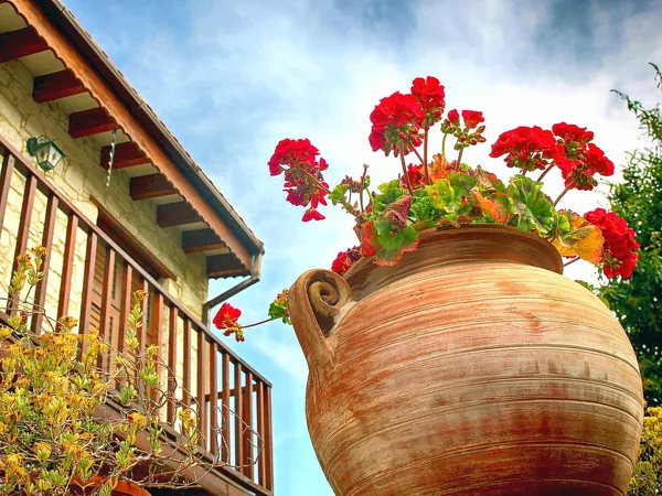 Red geraniums in a clay pot on a wooden balcony in Lania