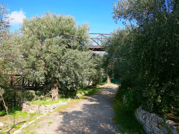 Path between olive trees on an organic farm
