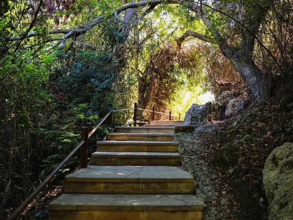 Stone steps under trees leading to the Baths of Aphrodite