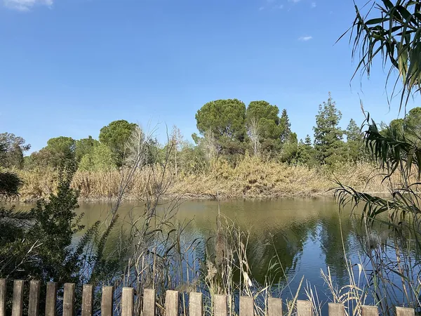 Lake surrounded by reeds and pine trees at Athalassa National Forest Park, Nicosia