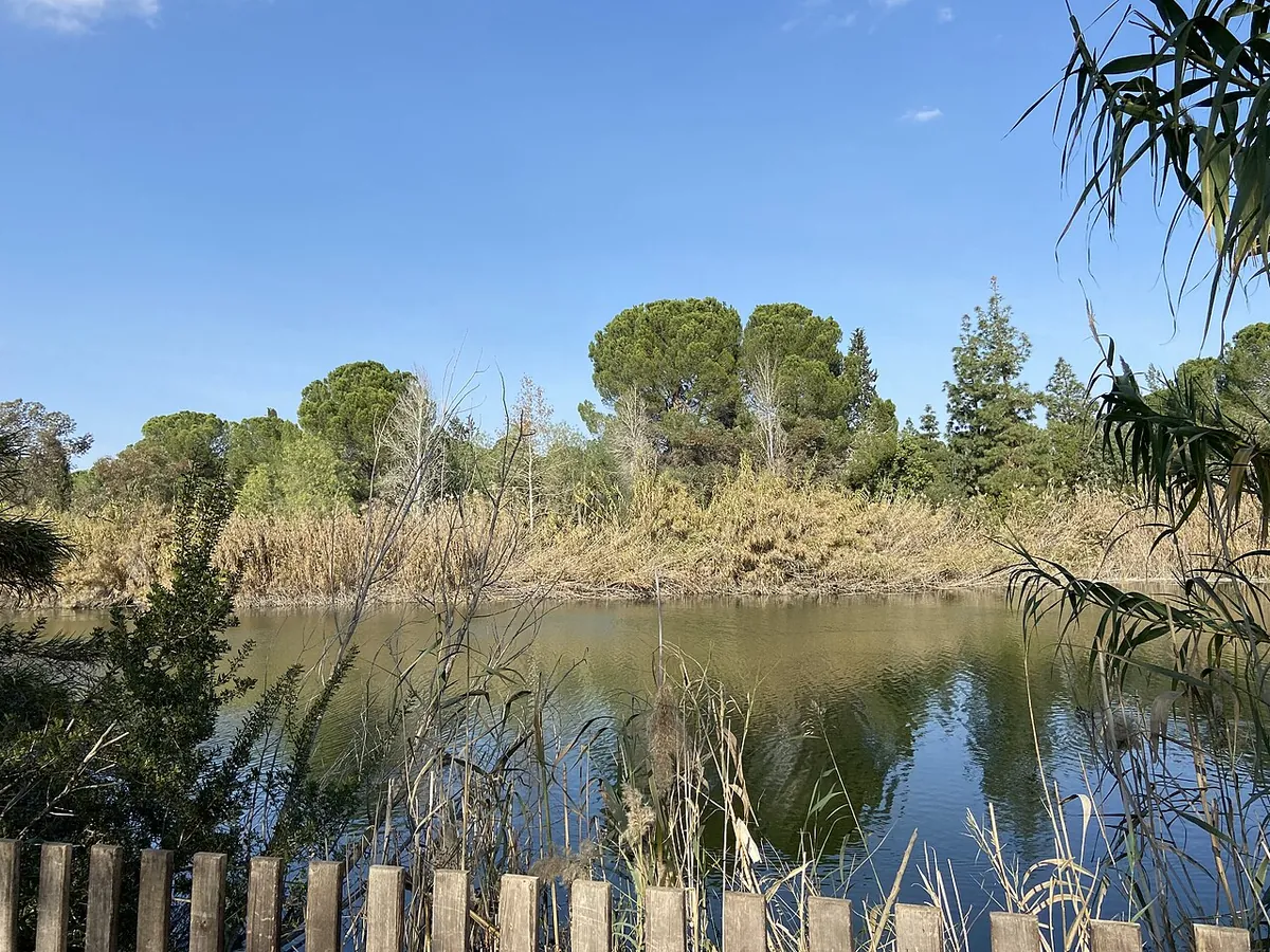 Λίμνη με καλάμια και πεύκα στο Εθνικό Δασικό Πάρκο Αθαλάσσας, Λευκωσία