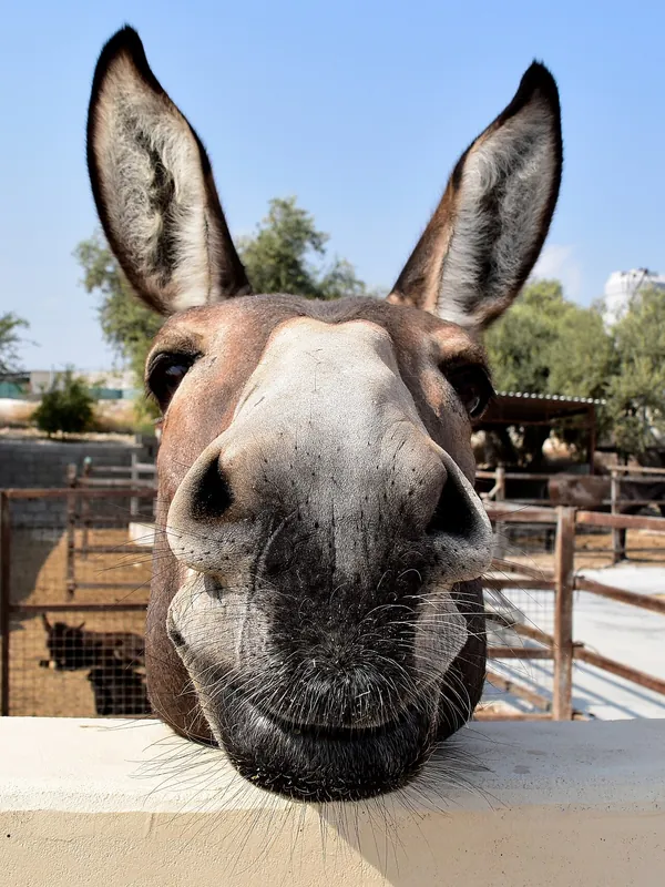 A friendly mule looking over the fence at Golden Donkeys Farm, Skarinou