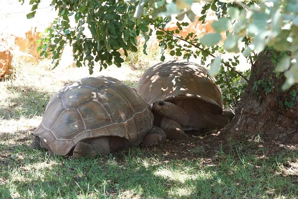 Two giant tortoises resting in the shade at Pafos Zoo