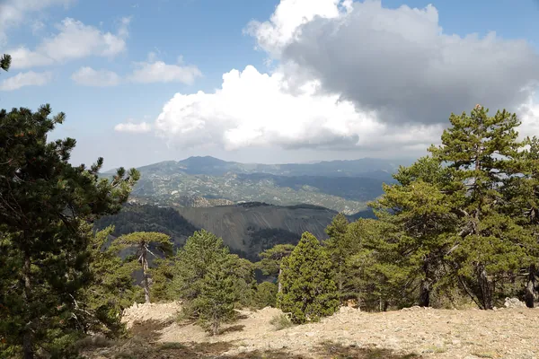 Pine trees and mountain view on the Persephone nature trail, Troodos