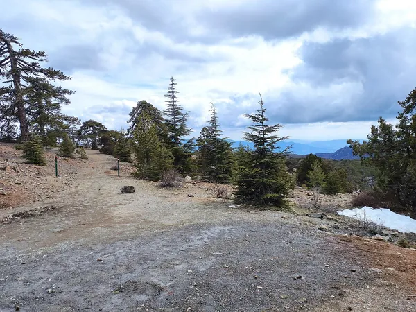 Path through black pine forest on the Artemis trail, Troodos