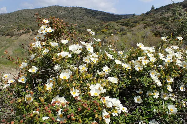 Wild cistus flowers near Kalavasos