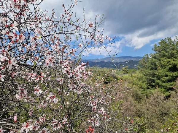 Almond blossom at Lania with Mount Olympus behind