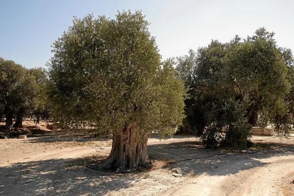 Αιωνόβιες ελιές στον Ψεματισμένο